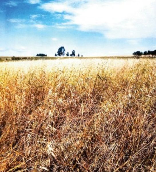 Terreno rural com área de 55.158,57m2, localizado em Boa Vista Do Cadeado - RS