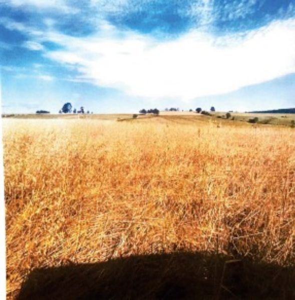 Terreno rural com área de 55.158,57m2, localizado em Boa Vista Do Cadeado - RS