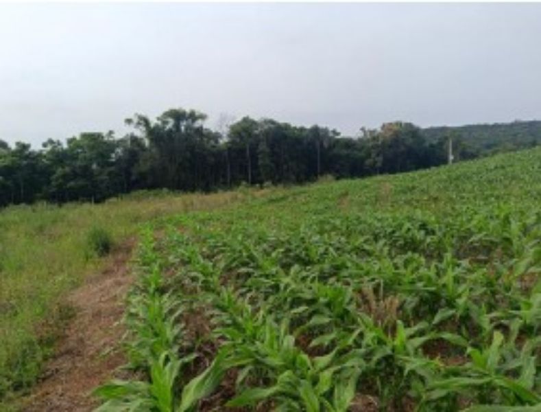 Terreno em Linha São José com 3.000,00m², localizado em Concórdia - SC