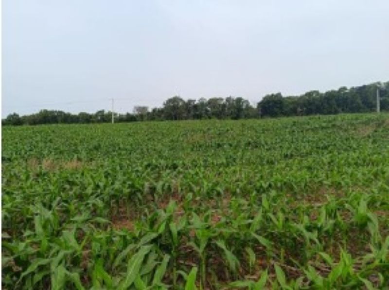 Terreno em Linha São José com 3.000,00m², localizado em Concórdia - SC