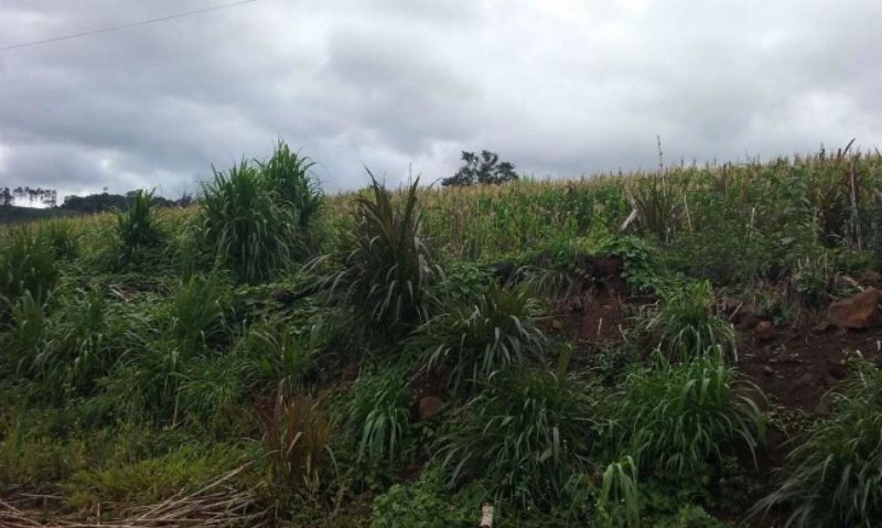 Área rural com área de 125.000 m2 Linha Pelizza, localizado em Xavantina - SC