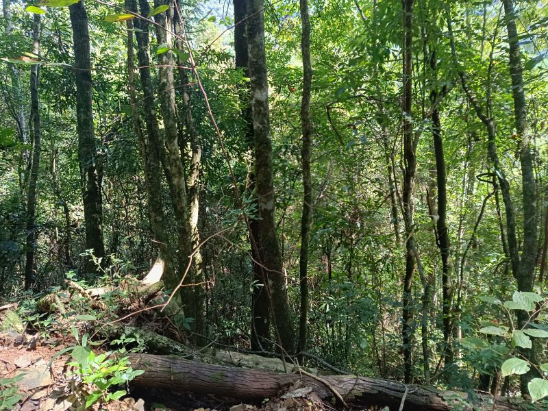 Área rural com 59.200,63m² em Linha Santana, localizado em Ipira - SC