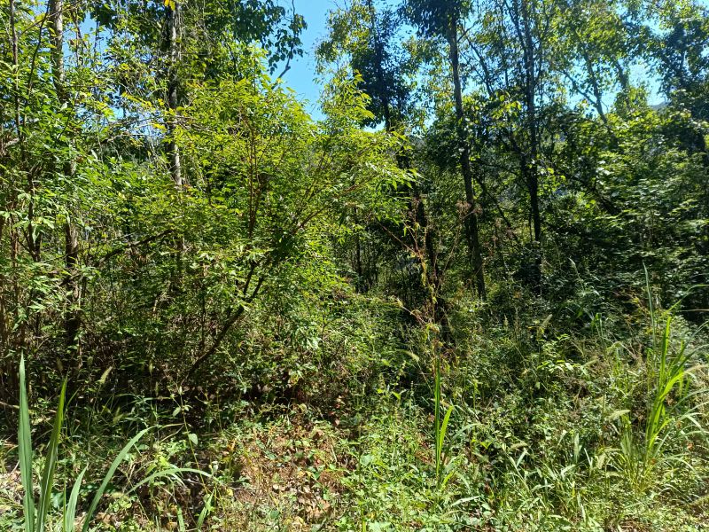 Área rural com 59.200,63m² em Linha Santana, localizado em Ipira - SC