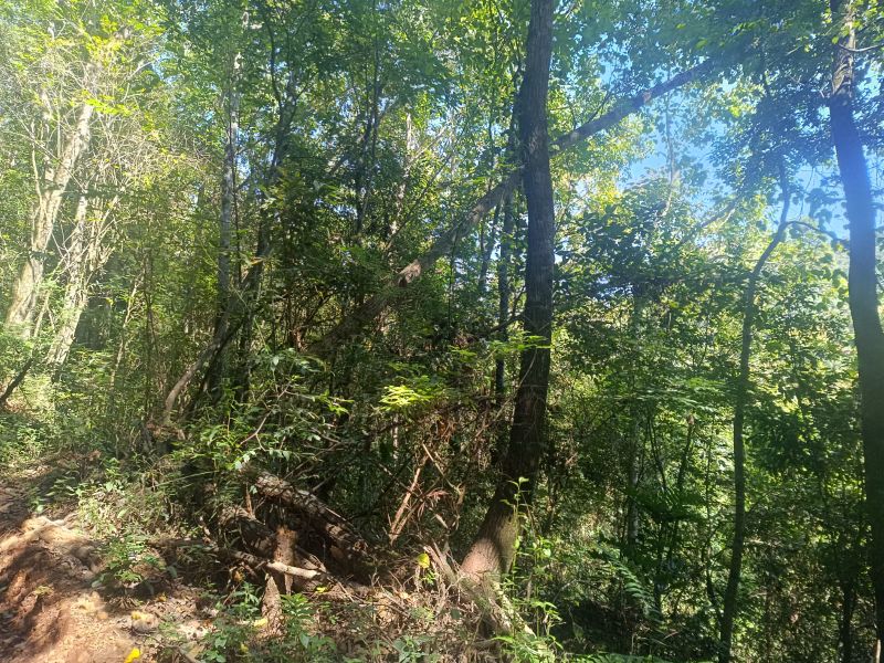 Área rural com 59.200,63m² em Linha Santana, localizado em Ipira - SC