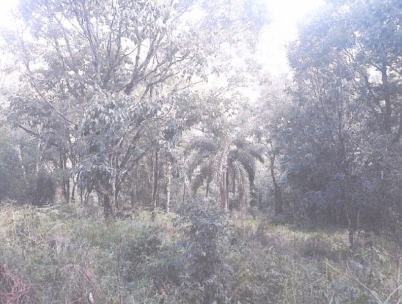 Terreno rural com 30.000m² em Linha Ipiranga, localizado em Seara - SC
