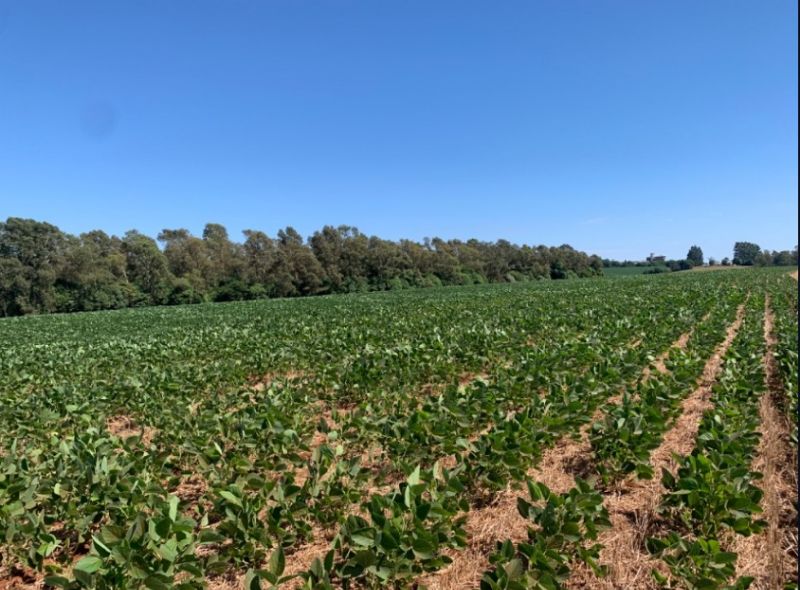 Área rural com 210.000 m² em Carazinho/RS, localizado em Carazinho - RS
