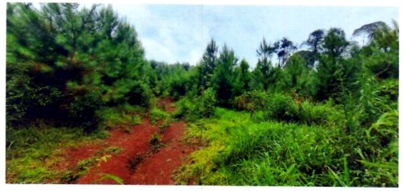 Terreno rural com área de 362.140m², localizado em Matos Costa - SC