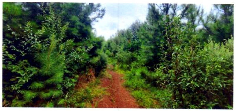 Terreno rural com área de 362.140m², localizado em Matos Costa - SC