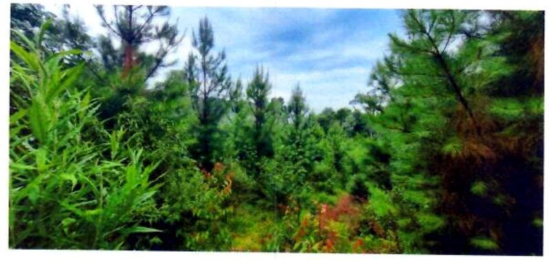 Terreno rural com área de 362.140m², localizado em Matos Costa - SC