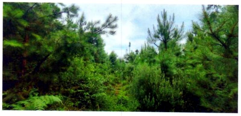 Terreno rural com área de 362.140m², localizado em Matos Costa - SC