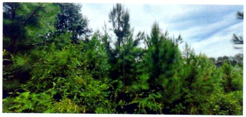 Terreno rural com área de 362.140m², localizado em Matos Costa - SC