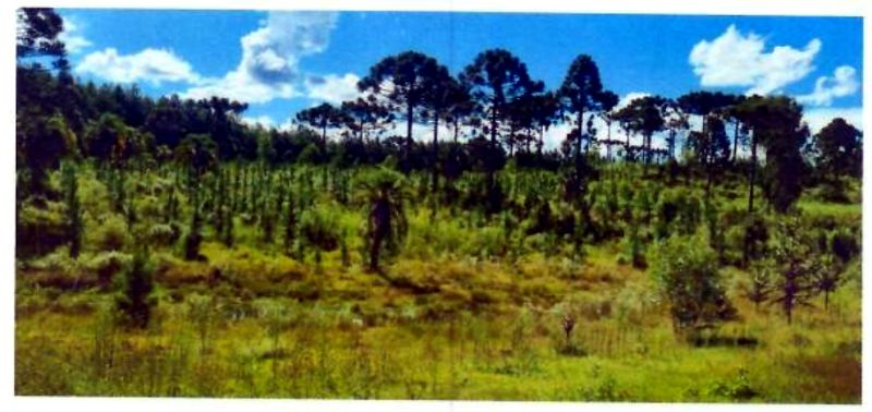 Terreno com área de 47.270,00m², localizado em Matos Costa - SC