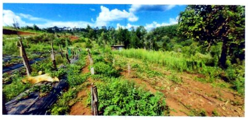 Terreno rural com área de 74.600,00m², localizado em Matos Costa - SC