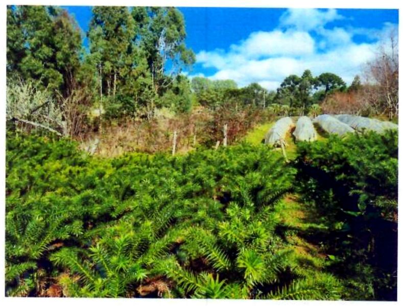 Terreno rural com área de 74.600,00m², localizado em Matos Costa - SC