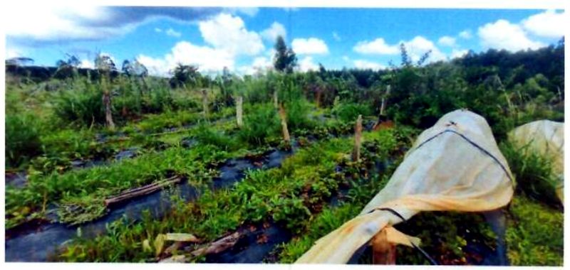 Terreno rural com área de 74.600,00m², localizado em Matos Costa - SC