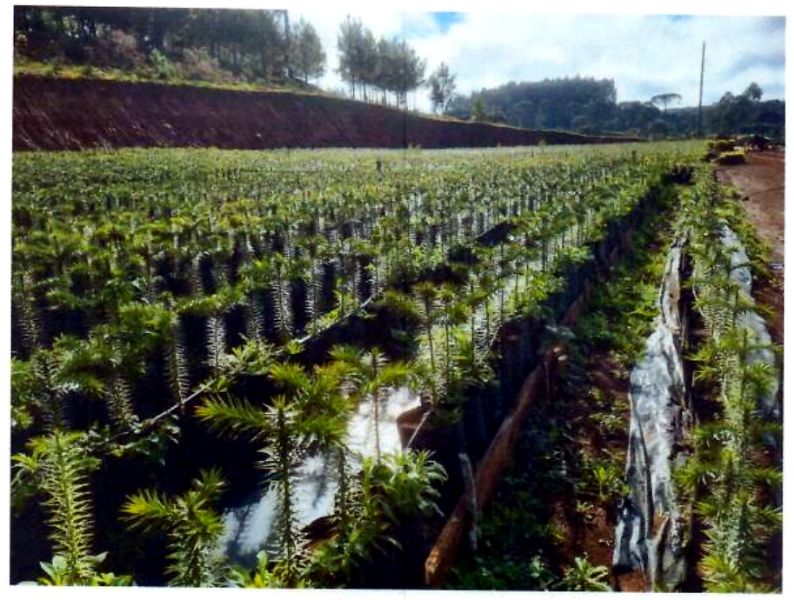 Terreno rural com área de 74.600,00m², localizado em Matos Costa - SC