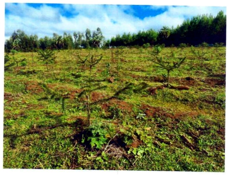 Terreno rural com área de 74.600,00m², localizado em Matos Costa - SC