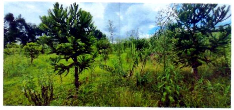 Terreno rural com área de 74.600,00m², localizado em Matos Costa - SC