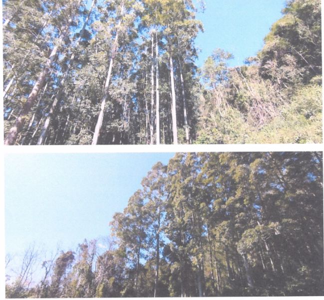 Terreno Rural com área de 65.382,30 m², localizado em Arabutã - SC