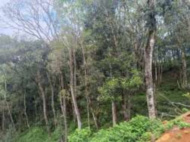 Gleba no Linha Santa Terezinha e Alto Suruvy (foto 12 de 24)