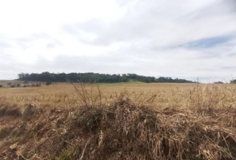 Gleba no Linha Alvorada (foto 5 de 13)