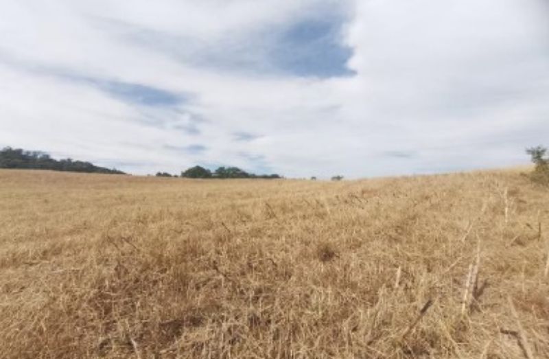 Gleba no Linha Alvorada (foto 6 de 13)