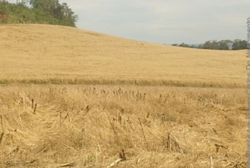 Gleba no Linha Alvorada (foto 13 de 13)
