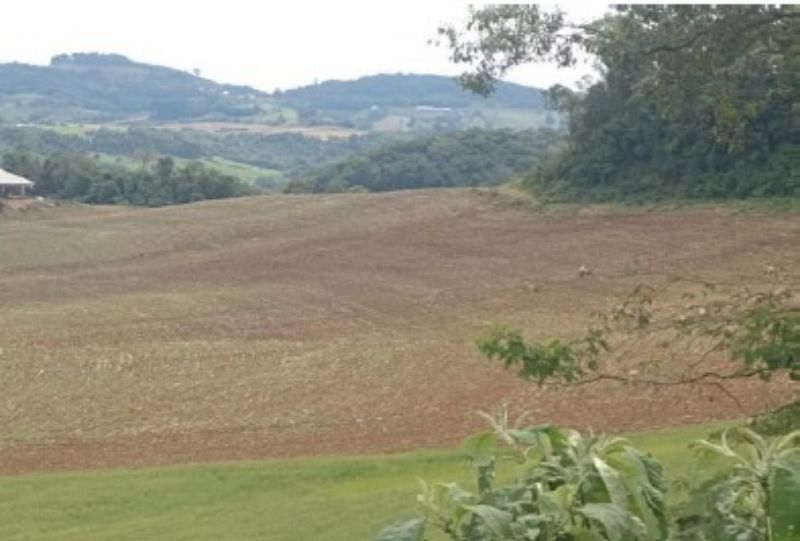 Gleba no Linha Alvorada (foto 8 de 13)