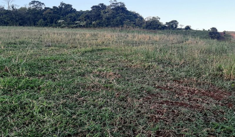Gleba no Linha Salete (foto 6 de 9)