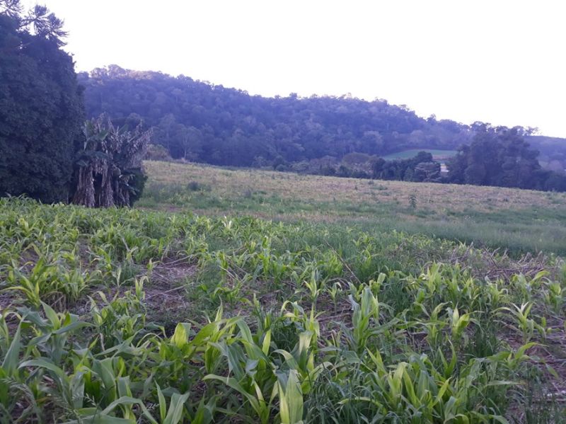 Gleba (foto 12 de 14)