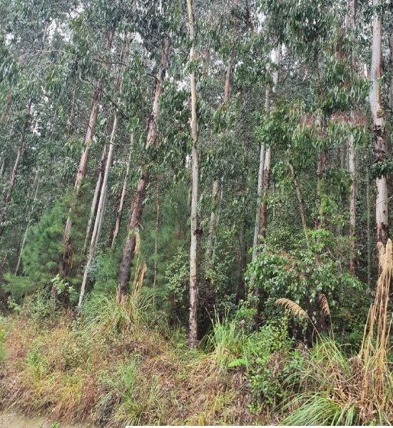 IMÓVEL EM ITAIÓPOLIS, localizado em Itaiópolis - SC