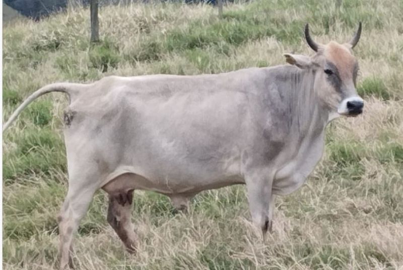 TOURO-VACA-NOVILHO E OUTROS