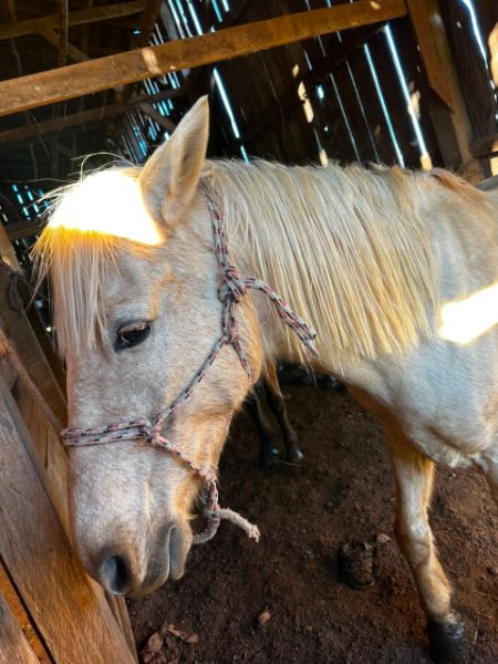 UM CAVALO E DUAS ÉGUAS