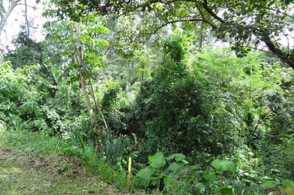 Terreno para Venda - Tucuruvi