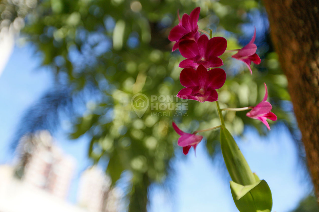 Foto 50 - PH48929