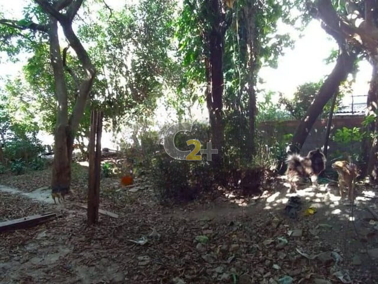 Foto 3 - CC57503