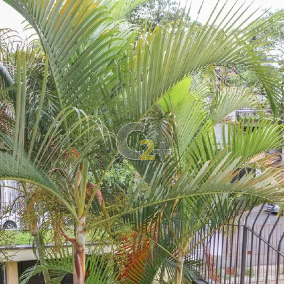 Foto 32 - CC63259