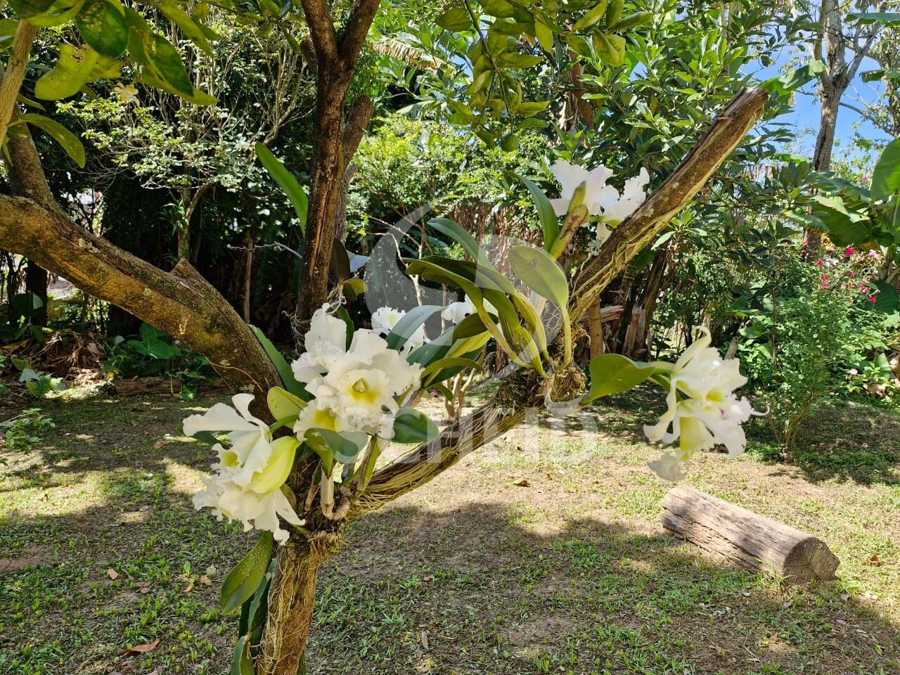 Foto 20