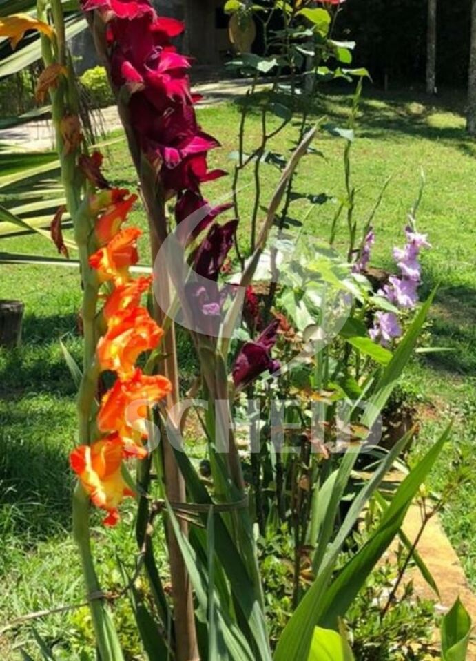 Foto 19