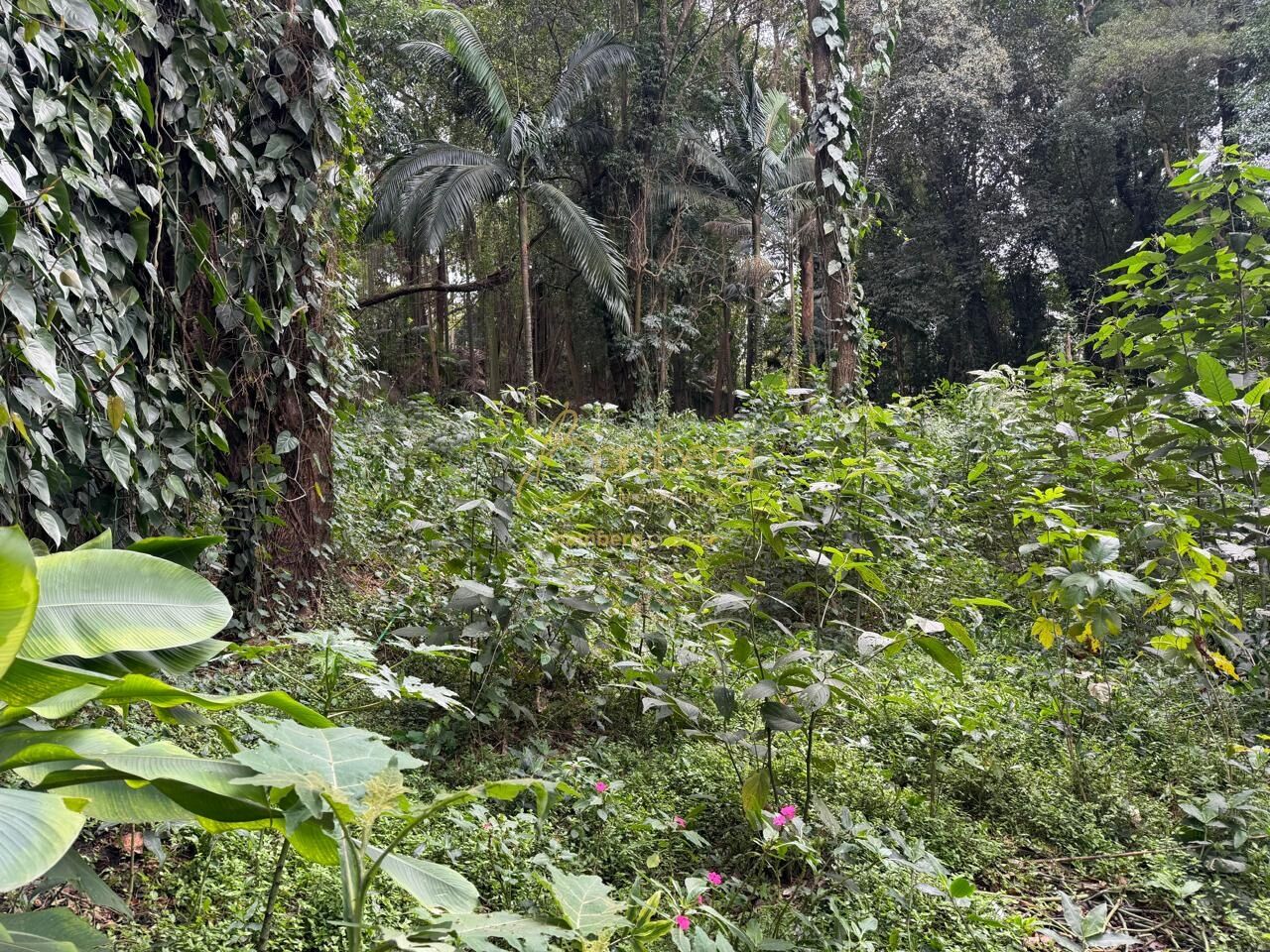 Terreno no bairro Chácara Flora - São Paulo
