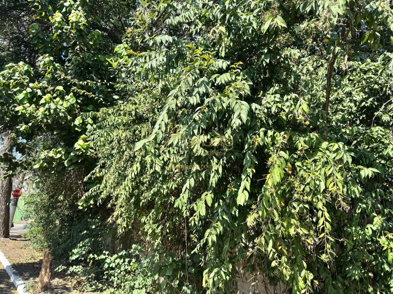 Campo Belo / São Paulo