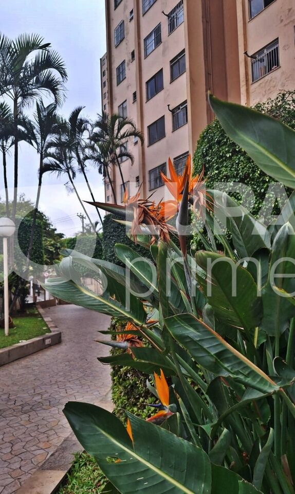 Apartamento, 2 quartos, 50 m² - Foto 11
