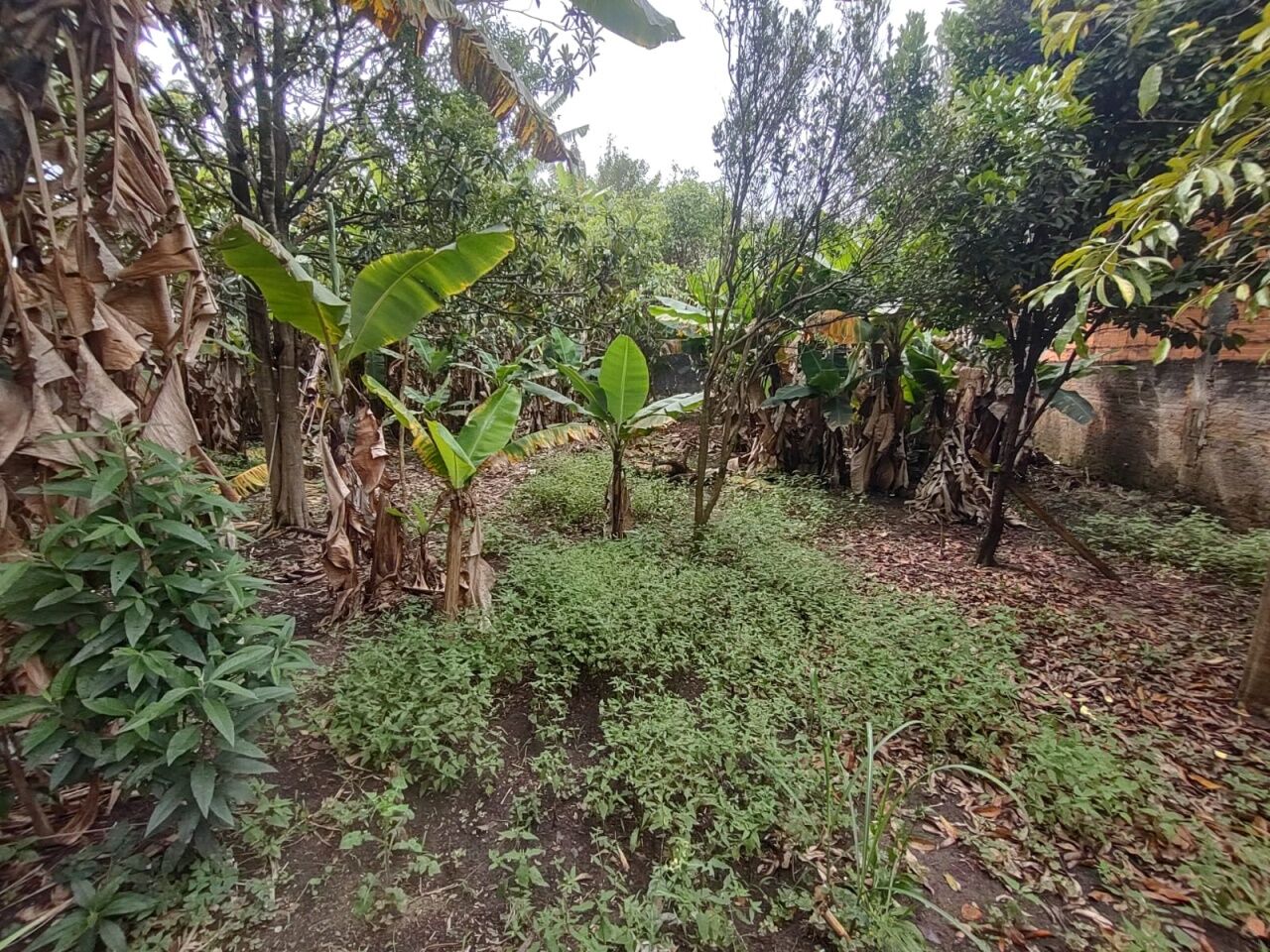 Terreno, 442 m² - Foto 12