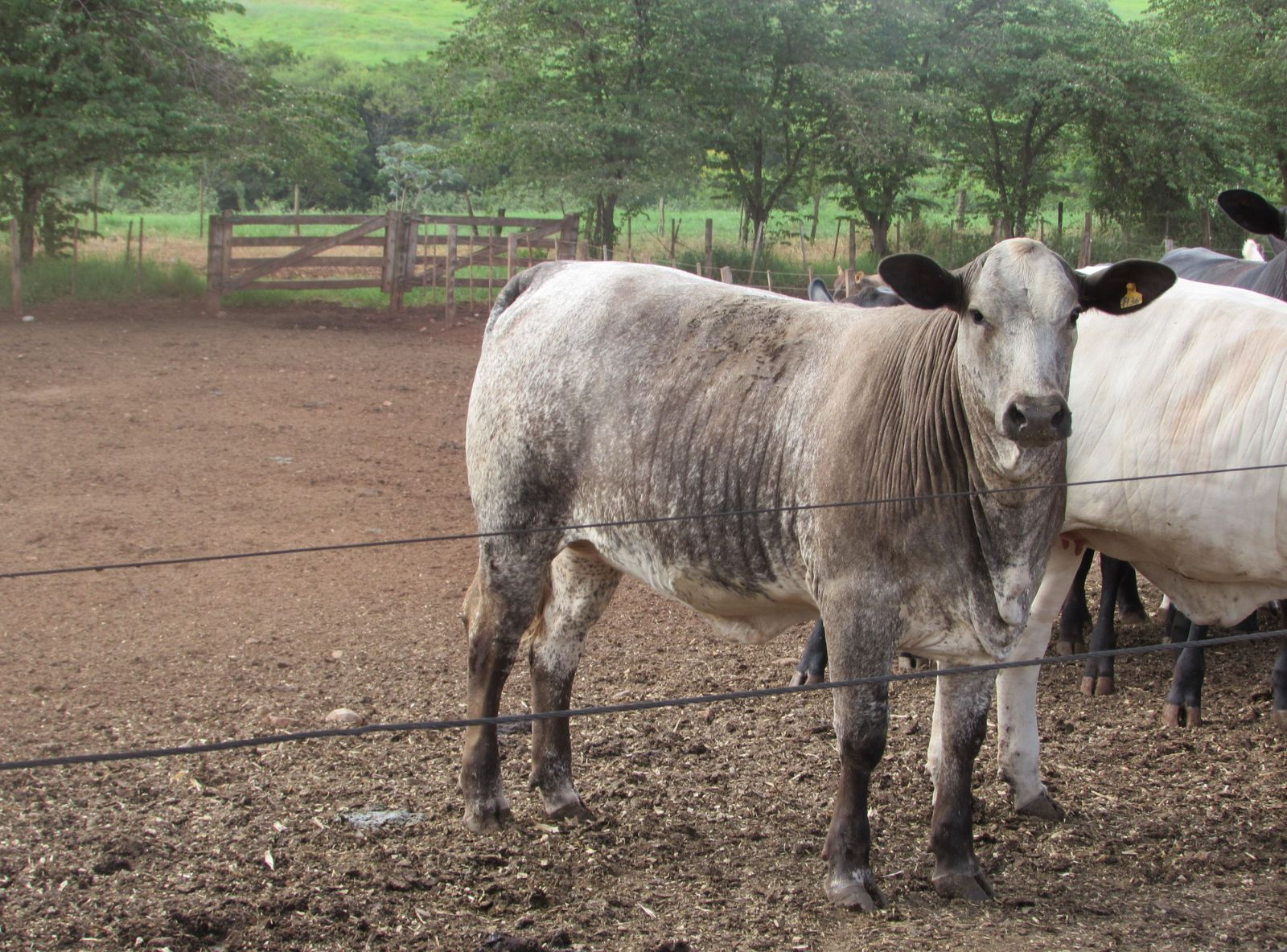 TRICROSS - FILHO DO VLADIMIR