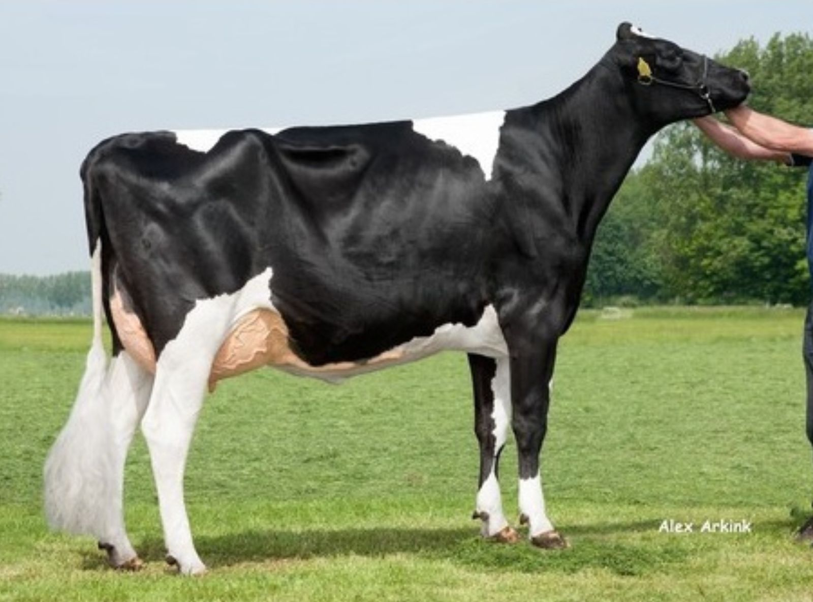 WILLEMSHOEVE JAVINA 903 VG 87 - ORIGENS DO DOLOMITA