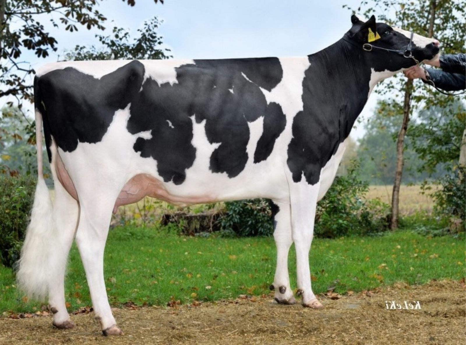 BRIGITTA - BISAVÓ DE BRADY RED