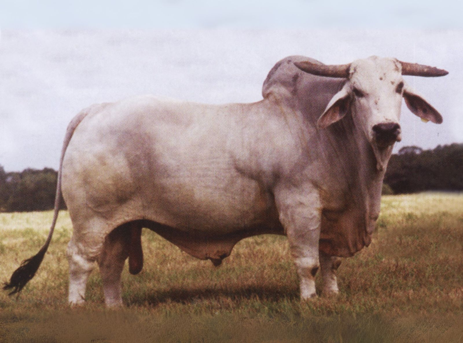 JDH MR. SUPERCALC MANSO 310/2