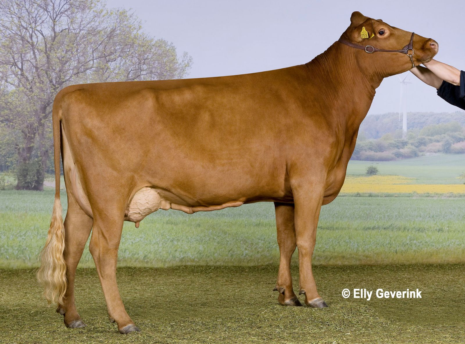 R FACET 10166-01516 FRA HENNING NIELSEN KR HYLLINGE