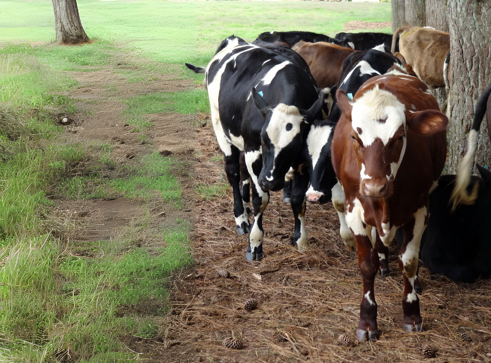 FILHA 1/2 EM VACA SIMLANDÊS