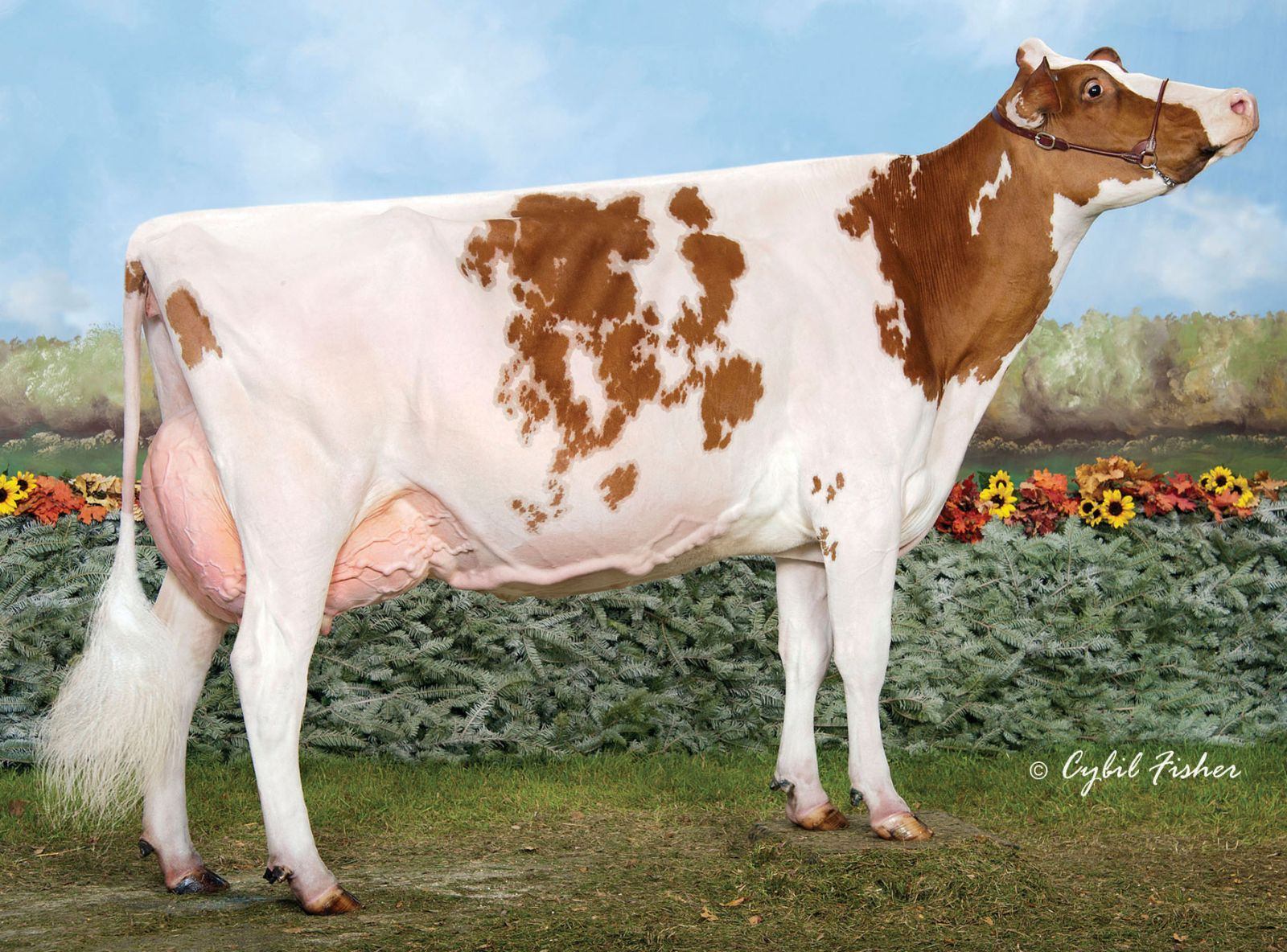 BUDJON NITZY DESTINY RED ET EX-94 - BISAVÓ DO ARIZONA
